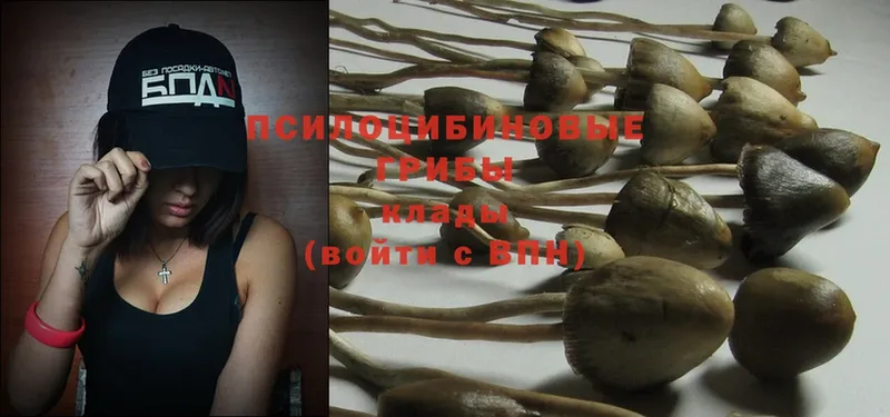 darknet формула  купить закладку  Вяземский  Галлюциногенные грибы MAGIC MUSHROOMS 